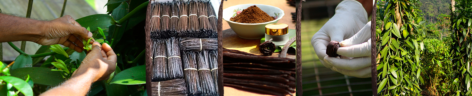 contact-vanila-banner